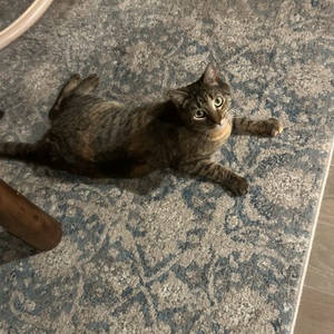 Fundraising Page: Karen Napolitano